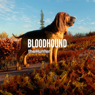 theHunter Call of the Wild - Bloodhound DLC  Steam 